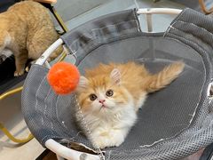 -Heymao猫咖.咖啡厅(东门店)