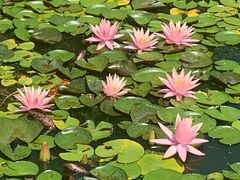 -莲花池公园