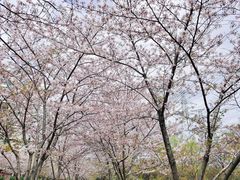 -高东镇樱花园