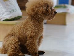 -翊宠yipet猫狗购宠庄园犬舍•猫舍