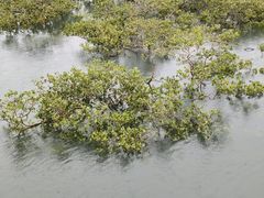-北海金海湾红树林生态旅游区