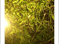 竹林-三俞竹苑(卓展店)