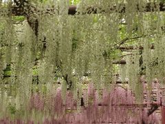 -嘉定紫藤园