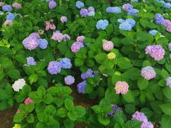 -上海滨江森林公园
