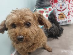 -宠福鑫康馨动物医院·骨科·眼科