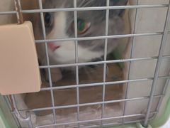 -心仪动物医院·牙专科·肿瘤·心脏科(西客站院)