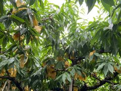 -南汇水蜜桃采摘(大团店)