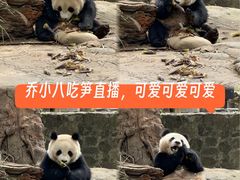 -都江堰中华大熊猫苑
