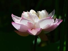 -南宁良凤江国家森林公园