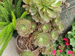 -老鼎万春卤菜(五代传承创始老店)