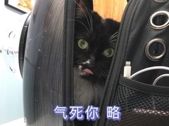 -纳吉亚猫专科动物诊疗中心(蒋宅口分院)