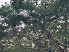 -紫马岭公园