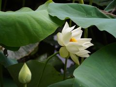 -北京动物园-畅观楼