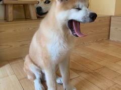 -喜柴咖啡·柴犬狗咖