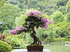 -云溪植物园