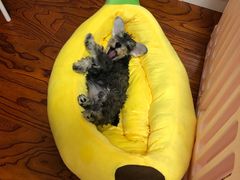 -宠颐生中康贝怡动物医院