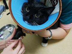 -乖乖宠物医院·猫科·急重症中心(车站北路分院)