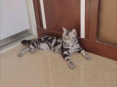 -客栈猫舍(中央北路店)