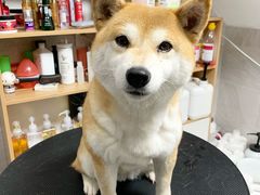 -Oh My Dog宠物沙龙(伊珊娜皮毛护理店)