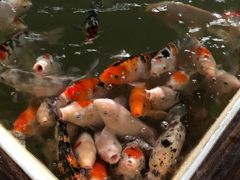 游乐设施-南宫五洲植物乐园