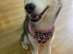 -Husky Go! 哈士奇体验馆·宠物咖啡厅狗咖