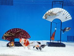 -合肥海洋世界