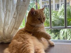 -IYO矮哟猫主题休闲馆·猫咖(南山店)