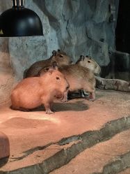 -Zoolung Zoolung动物主题公园(海信广场店)