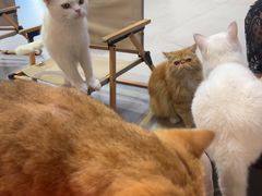 -Heymao猫咖.咖啡厅(东门店)