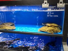 水产区-盒马鲜生(双清路店)