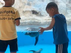 -帝企鹅自助餐厅•儿童岛•真企鹅(长隆企鹅酒店)