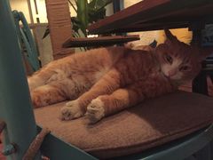 -Sirena海妖日咖夜酒