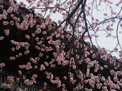 -桃花堤公园