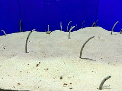 -上海海洋水族馆