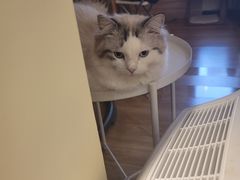 -滚猫咖啡·猫咖·猫友好撸猫(未来城店)
