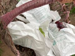 -马陆小张葡萄园农家乐