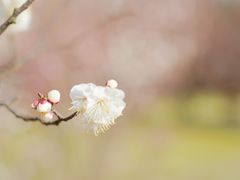 -蜀冈西峰生态公园