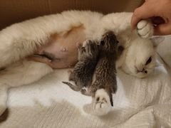 -中农国际动物医院24小时·猫科·骨科·急重症中心