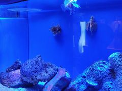 -上海海洋水族馆