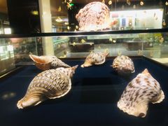 -青岛贝壳博物馆