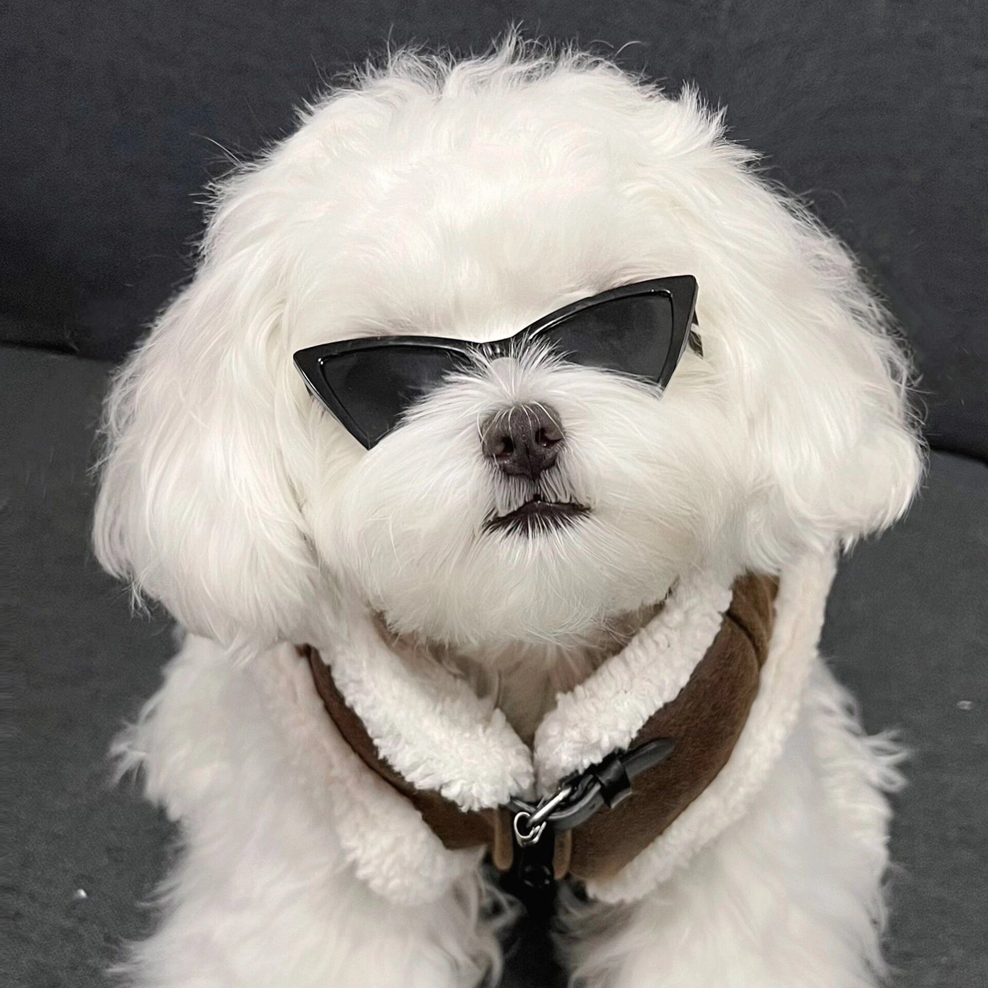 小狗终于明白为什么人类要戴墨镜🕶️