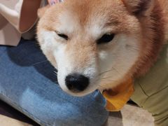 -逗柴咖啡屋·狗咖猫咖宠物桌游