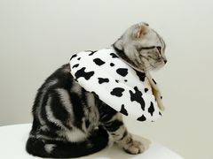 -艾贝尔宠物医院·24H转诊中心·肿瘤猫专科(江宁双龙店)
