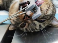 -关爱宠物医院·猫科中心·消化科(滨湖万达分院)