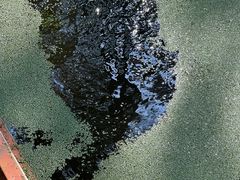 -渌洋湖湿地公园