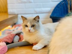 -momokira米努特·德文卷毛猫·棉花面纱犬