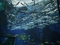 -海合安武汉极地海洋公园