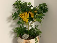 -龙大花卉苗木市场