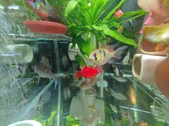 -木屋烧烤(西南角店)