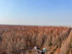 -黄海国家森林公园